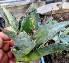 2025年最新】アガベFO222の人気アイテム - メルカリ