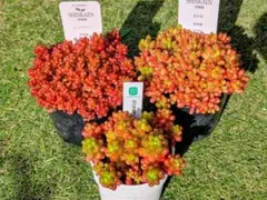 な な な様 リクエスト 2点 まとめ商品