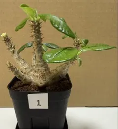 アデニウム オベスム 'LV'コーデックス 観葉植物 塊根植物 発根済み 大