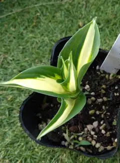 momiji様 リクエスト 2点 まとめ商品