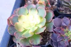 ち*ん様 多肉植物　アエオニウム・ライチ