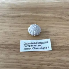 Goniopygus royanus 化石 ウニ 標本　フランス　白亜紀