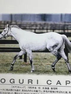 2025年最新】芦毛の人気アイテム - メルカリ