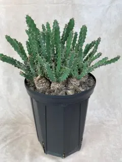 引き渡し限定 ユーフォルビア クルビラマ 観葉植物 塊根植物 - メルカリ