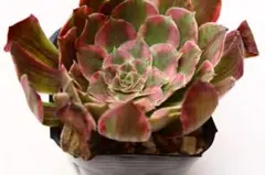 多肉植物 アエオニウム カットセット16種類1 - メルカリ