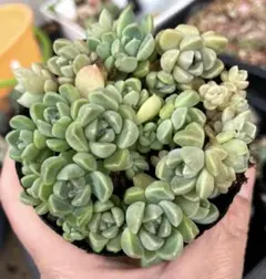 多肉植物抜き苗♡リンダリンダ♡7.5cmポット - メルカリ