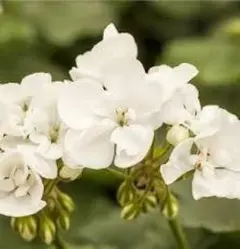 花花様 リクエスト 2点 まとめ商品