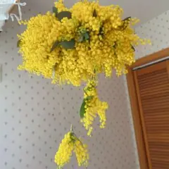 Item thumbnail for item 8b41ce54-9366-49b9-9077-dca09a88227b