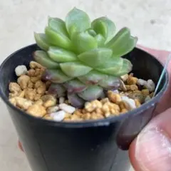 マミコ様 リクエスト 4点 まとめ商品　多肉植物