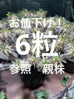 6月入荷 5粒 ユーフォルビア ギムノカリキオイデス 種子 種 証明