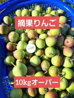 摘果りんご☆サンふじ・10kgオーバーのサムネイル