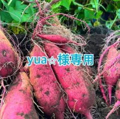 熊本県産さつまいも 紅はるか 自然栽培 焼き芋サイズyua‪☆様専用 10kg