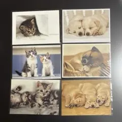 犬　猫　ポストカード6枚セット
