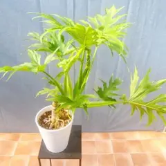 現品】大型 観葉植物 クッカバラ 8号 M8番 - メルカリ