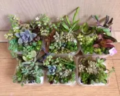 多品種　カラフル　育て方メモ　多肉植物　紅葉が綺麗❤️6つセット