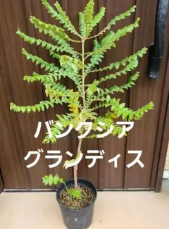 バンクシア グランディス 鉢植えZ 苗 オージープランツ ドライガーデン