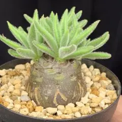 パキポ風扁平多頭美株！　レウコスリクス　チレコドン　多肉植物　塊根植物　実生 パキポ風扁平多頭美株！ レウコスリクス チレコドン 多肉植物 塊根植物