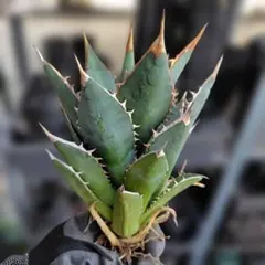 チタノタ・タワーオブバベル⑤