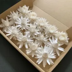 67・ヘリクリサムドライフラワー 花材 リース ハーバリウム 貝細工