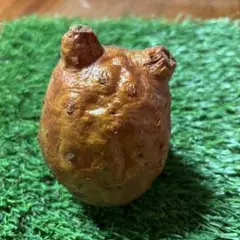 超レア物 珍品 ホヤの皮