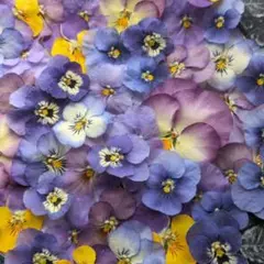 yoshimiamy様 リクエスト 2点 まとめ商品