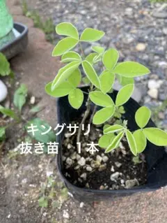 キングサリ 抜き苗 1本
