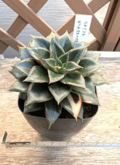 エケベリア モノケロティス錦