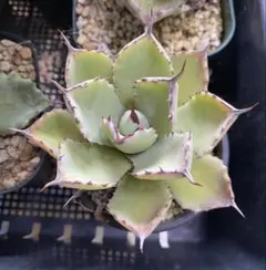 2025年最新】アガベポタトラムの人気アイテム - メルカリ