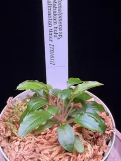 Homalomena sp.Mahakam hulu TB1611 本タグ付のサムネイル