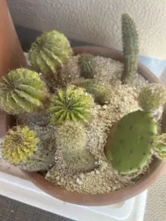 サボテン 寄せ植え 鉢植え 多肉植物のサムネイル