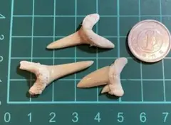 たんたん様 リクエスト 5点 まとめ商品