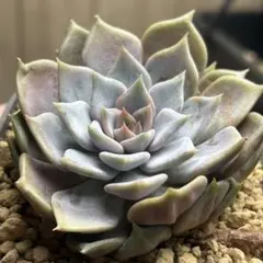 韓国直送 ❁厳選♡レア苗❁ 大苗♡ボンファイアー ③ エケベリア 多肉