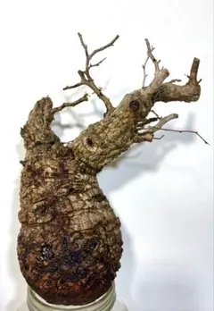 2025年最新】パキプス ベアルートの人気アイテム - メルカリ