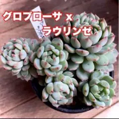 Sayoco❤️様 リクエスト 4点 まとめ商品