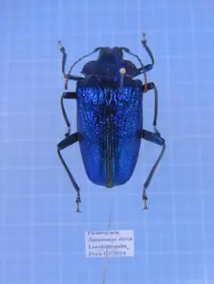 虫村様 リクエスト 2点 まとめ商品