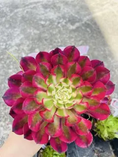 ☆りり☆様 リクエスト 3点 まとめ商品