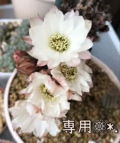 多肉植物 花サボテン 大輪咲 MH-20 - メルカリ