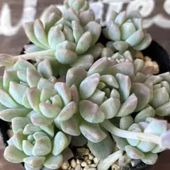 27 プロリフィカ 多肉植物 抜き苗 ¥300 - メルカリ
