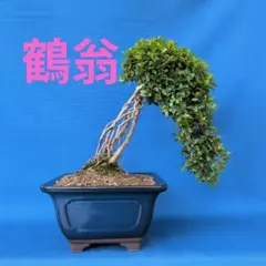 さつき盆栽【貴公子】皐月盆栽 - メルカリ