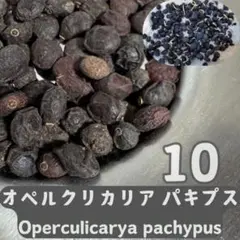 2026種子10粒 オペルクリカリア・パキプス　マダガスカル産のサムネイル