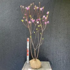 ミツバツツジ 白花 大株 【品番3621】 - メルカリ
