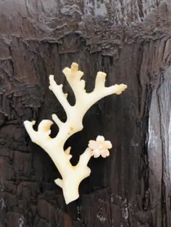 2025年最新】白珊瑚置物の人気アイテム - メルカリ