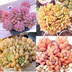 2026年最新】ロウルサンコさん苗の人気アイテム - メルカリ