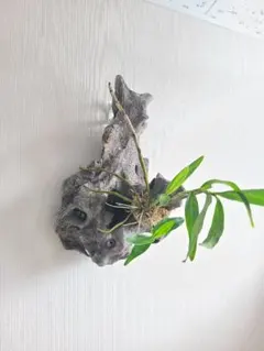 流木着生 ラン デンドロビウムのサムネイル