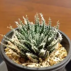 多肉植物フォーカリア抜き苗 - メルカリ