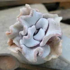 ゆきねこ　１７日(月）発送様 リクエスト 2点 まとめ商品