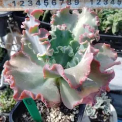 多肉植物 プリンセスパール - メルカリ