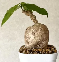 激レア/大株/塊根植物】アデニア ペナンギアナ 鉢植え - メルカリ