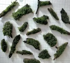 モス自然活着流木『 1個 』 ☆・+ °！- 無農薬 -