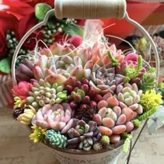 2025年最新】多肉植物 寄せ植え そのまま飾れるの人気アイテム - メルカリ